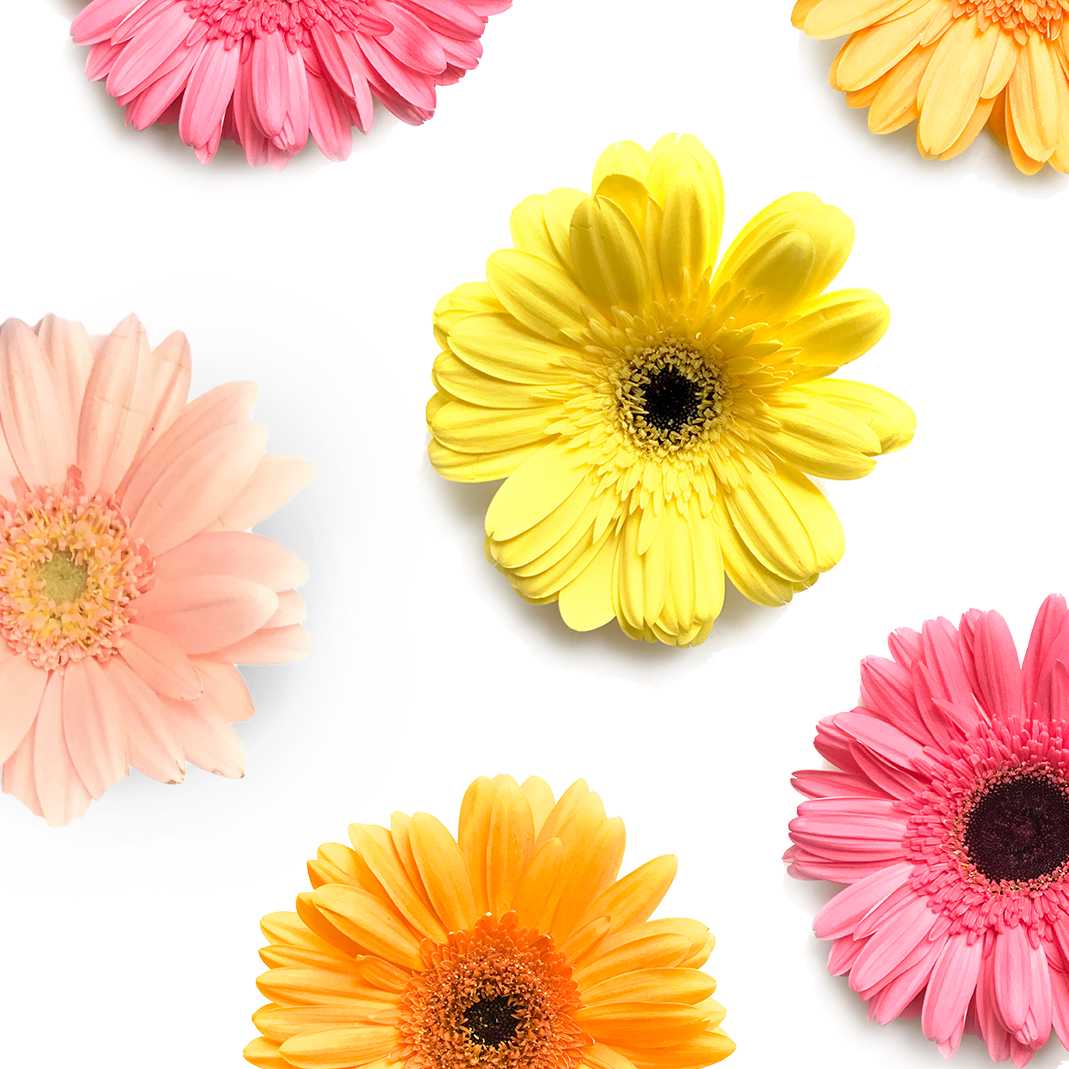 All About Gerbera Daisy Flowers - Happy Bunch