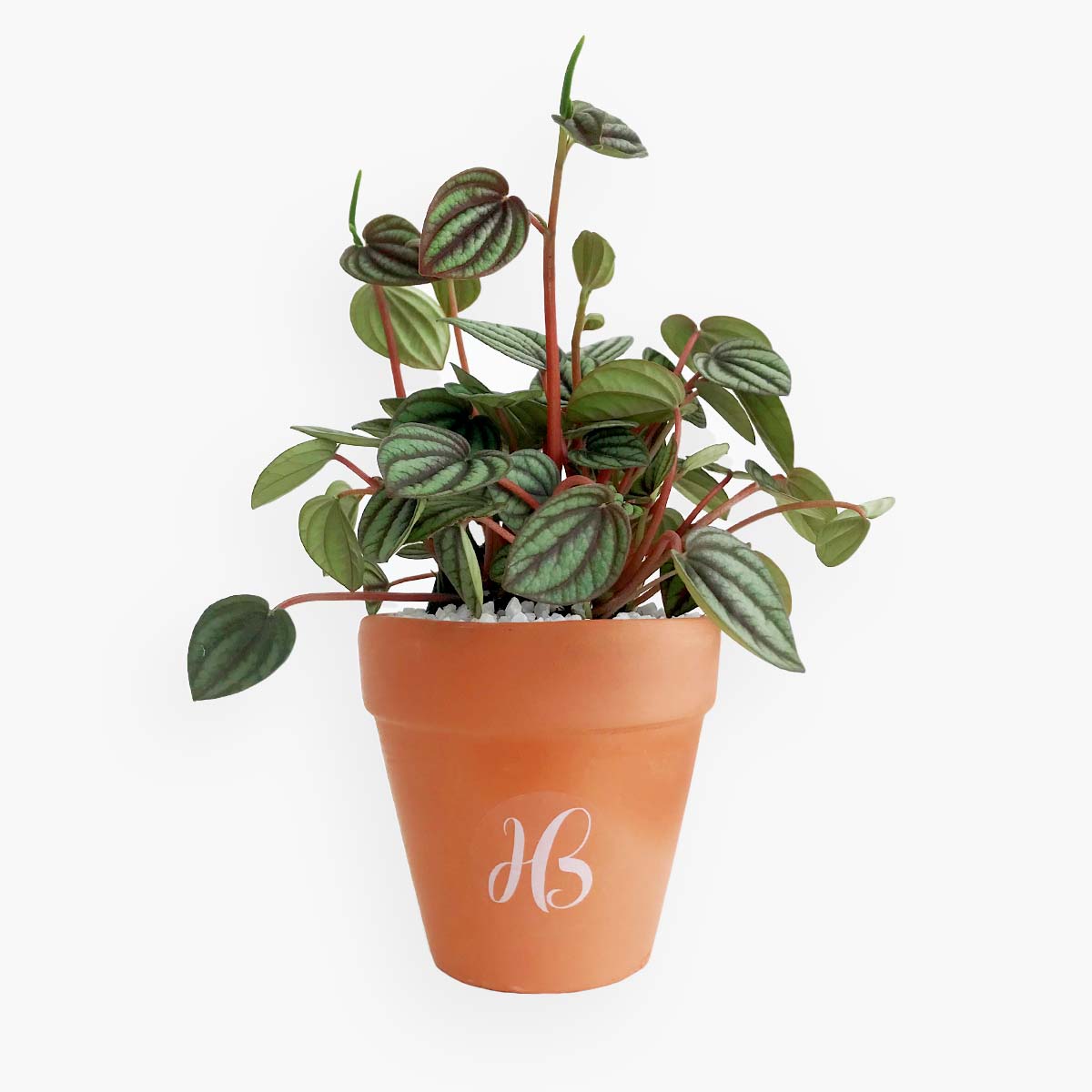 Peperomia Plant
