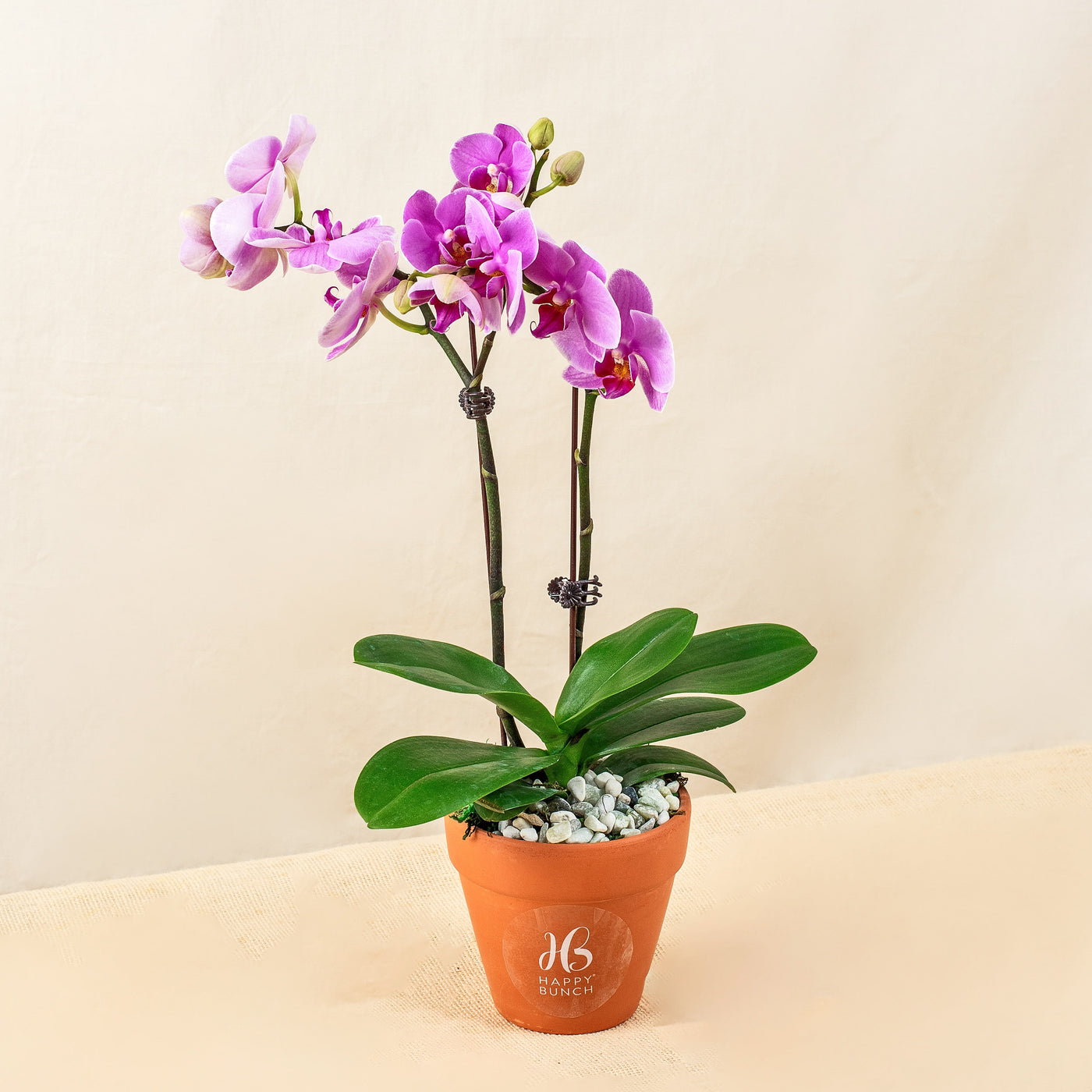 Purple Phalaenopsis Orchids