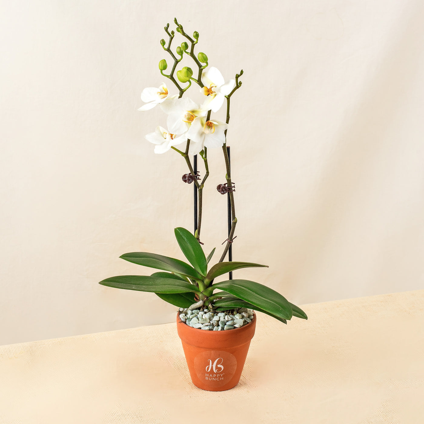 White Phalaenopsis Orchids
