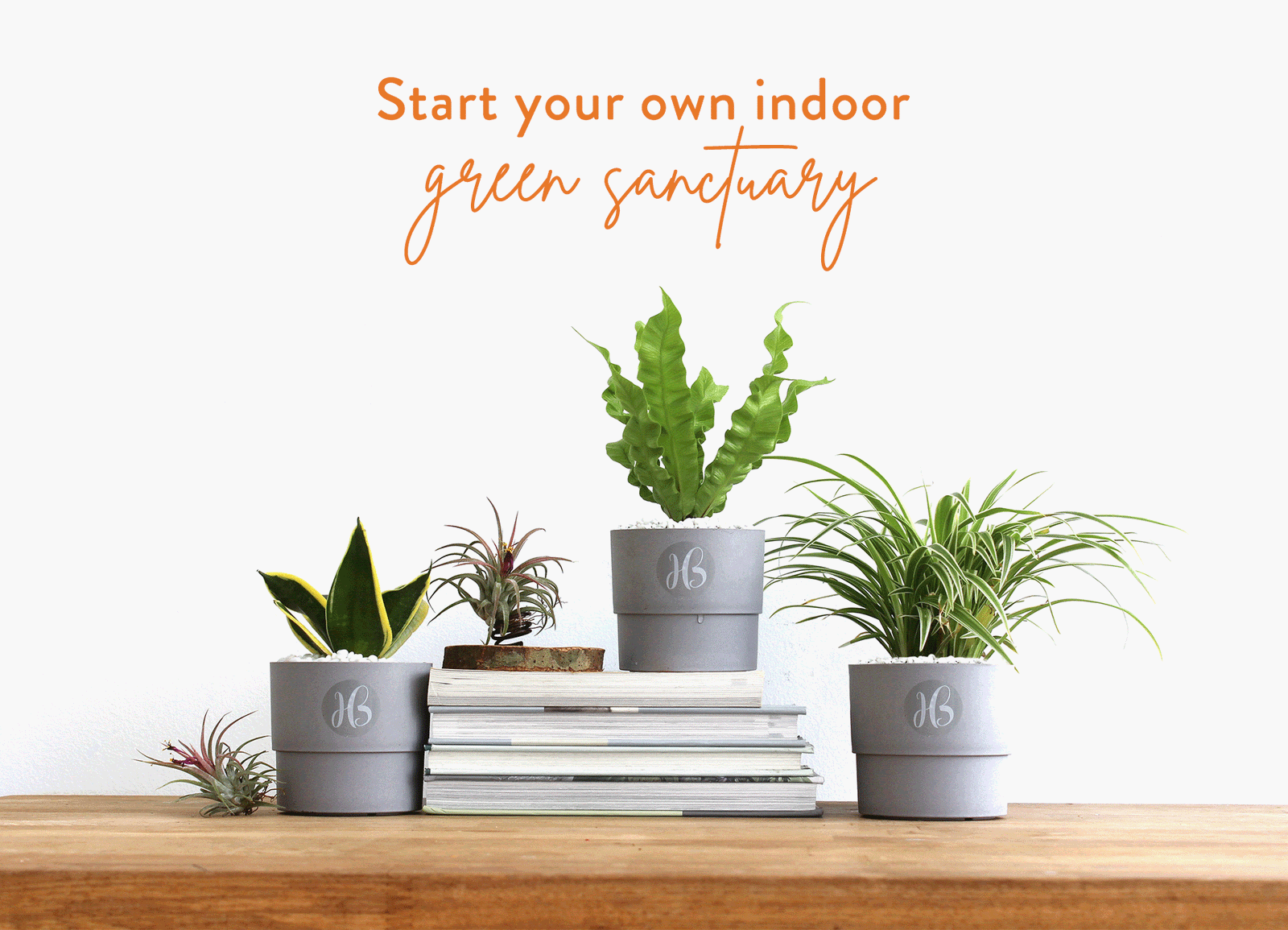 Beautiful plants delivered to you for your indoor sanctuary - Happy Bunch