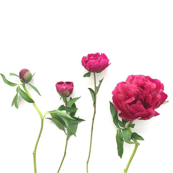 #FlowerFunFact: Peony - Happy Bunch