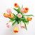 #FlowerFunFact: Tulip 🌷 - Happy Bunch