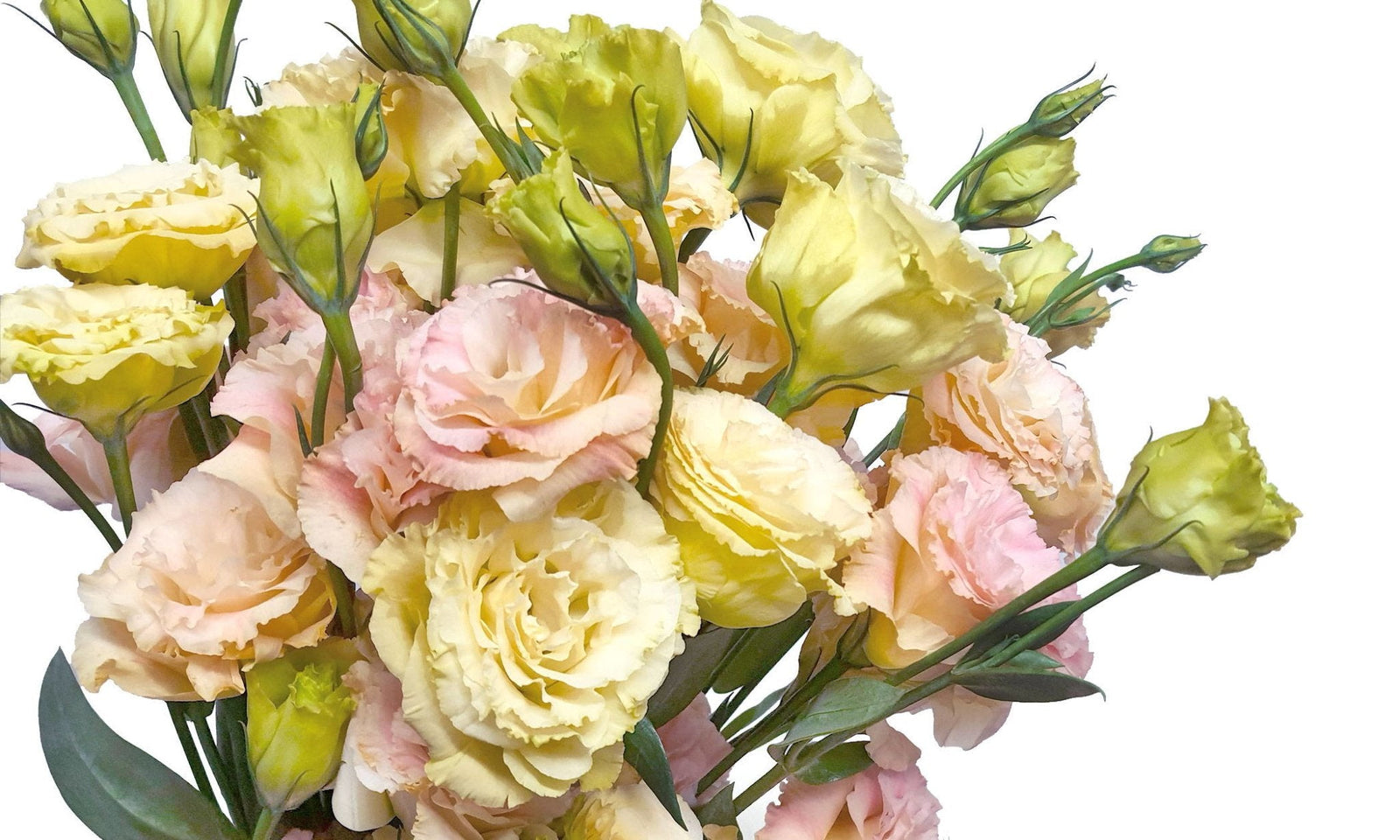 How to care for eustomas? - Happy Bunch