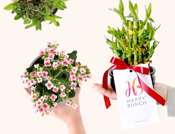 How to keep your festive plants healthy this Chinese New Year - Happy Bunch