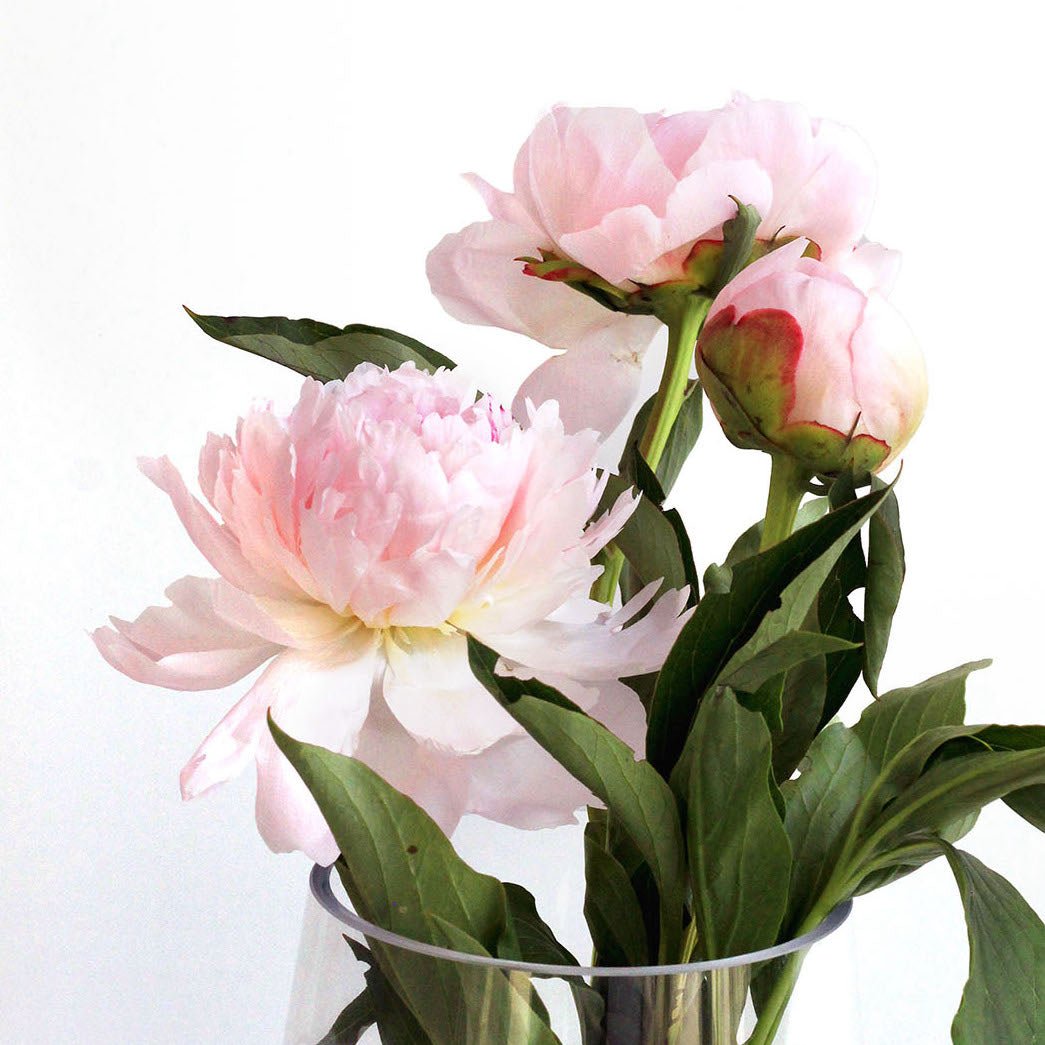 How to Keep your Peonies Fresh - Happy Bunch