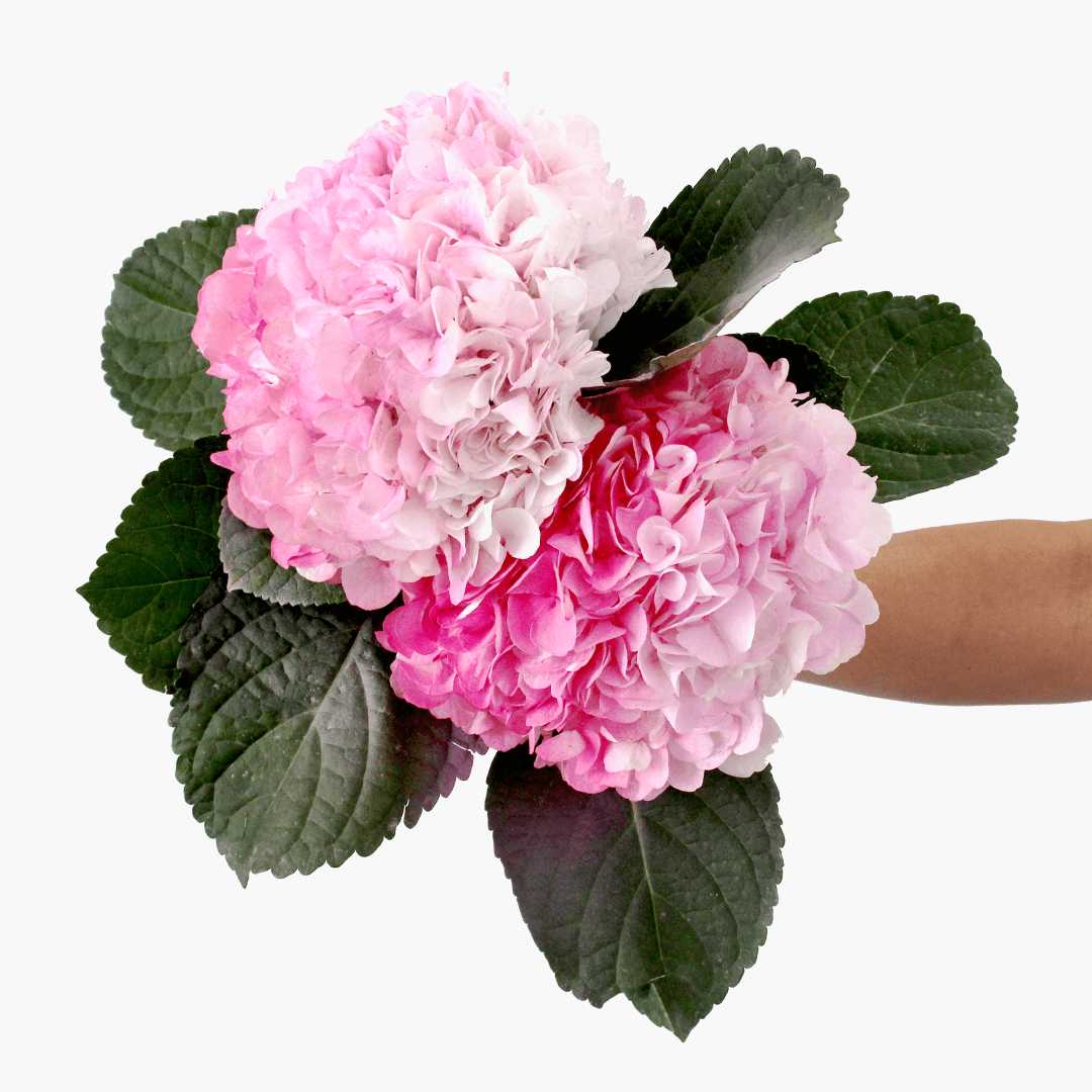 Hydrangea Care 101 - Happy Bunch