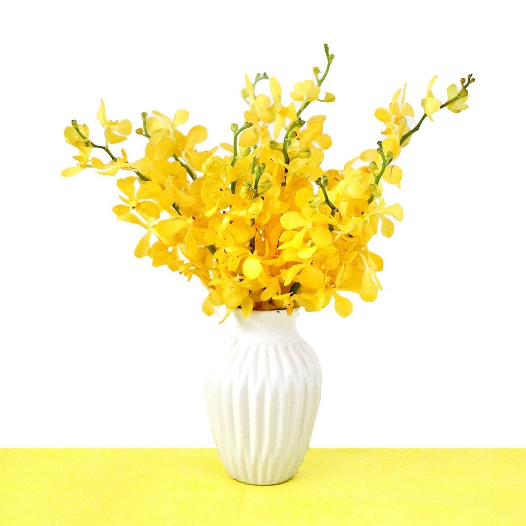 Orchids 101: Different Types & How To Care For Them - Happy Bunch