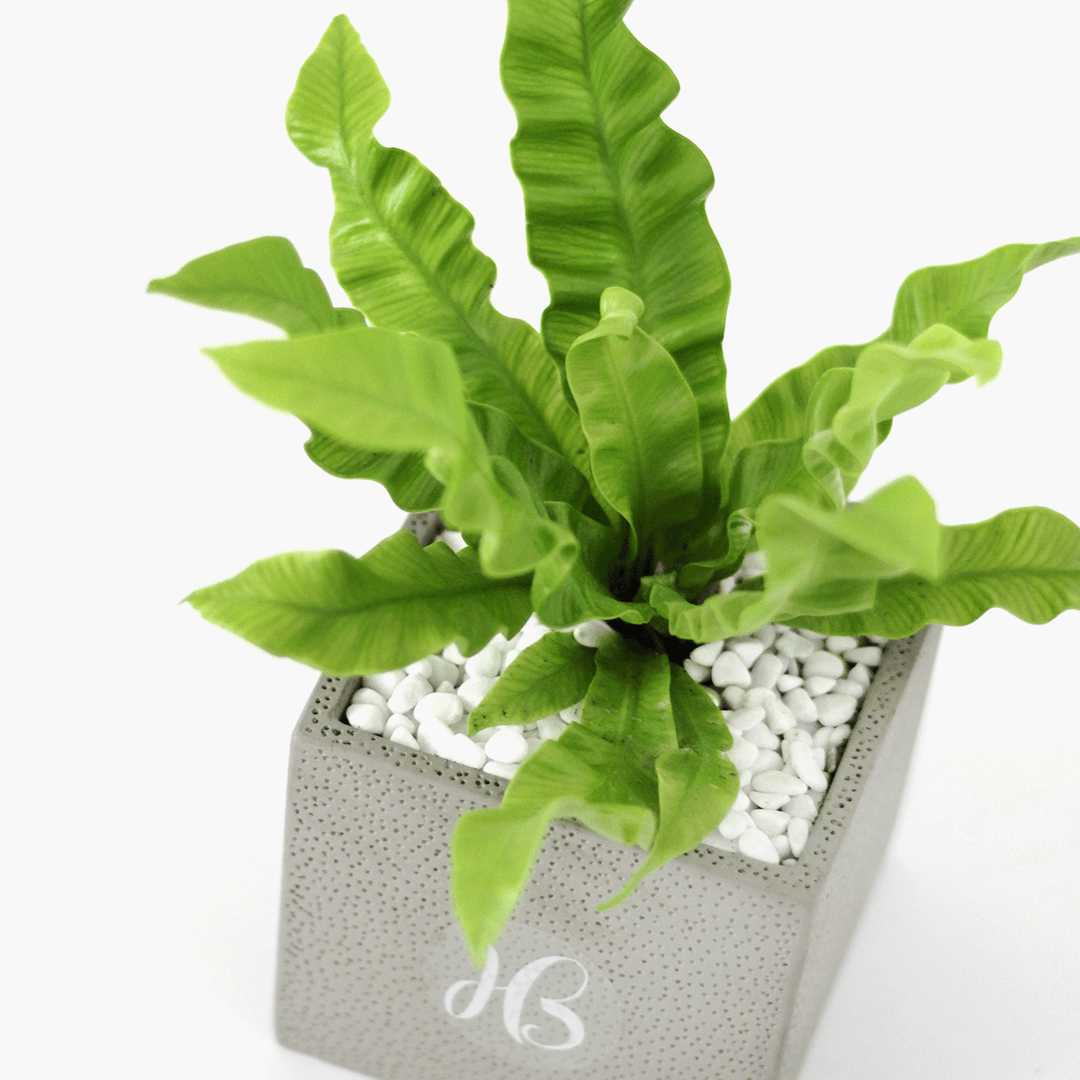 The Benefits of Plants in Your Home - Happy Bunch