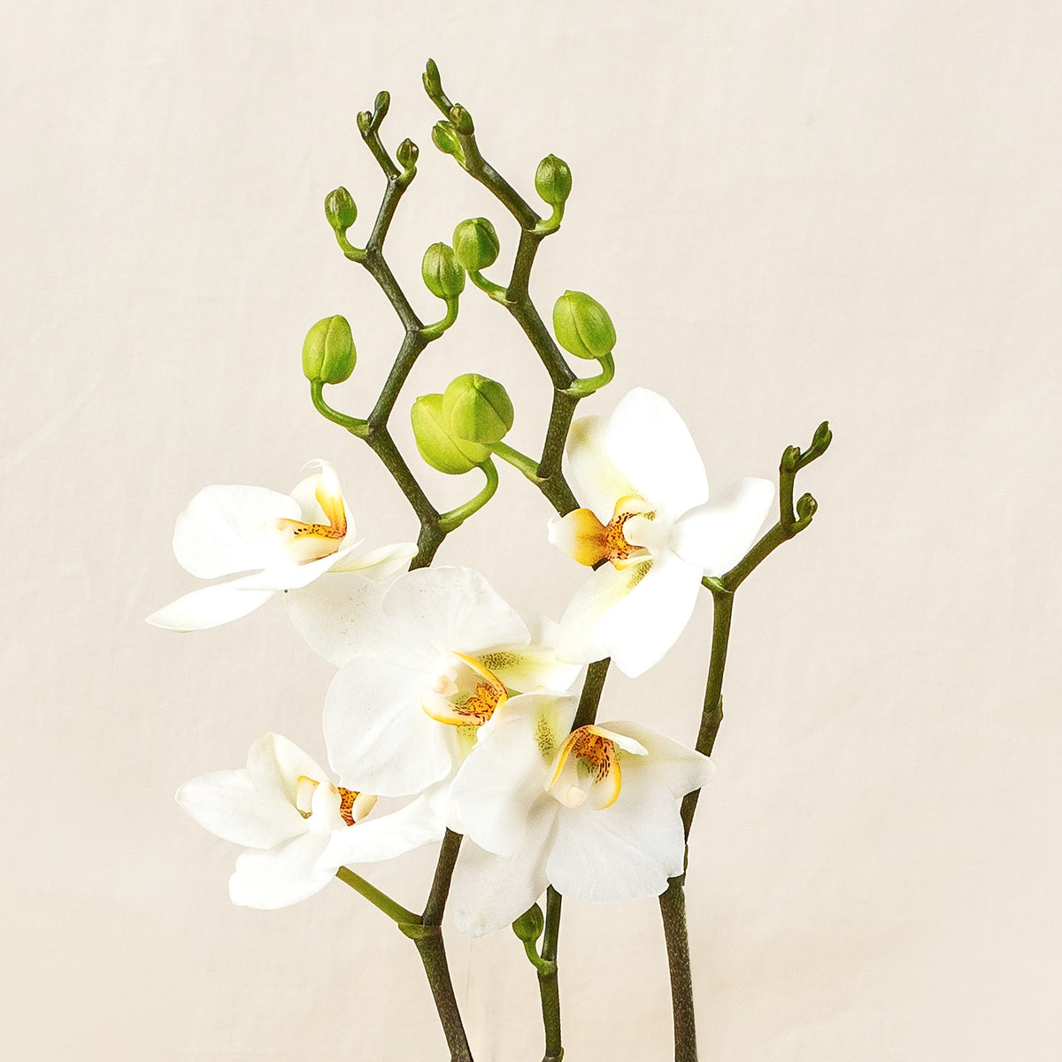 Orchids