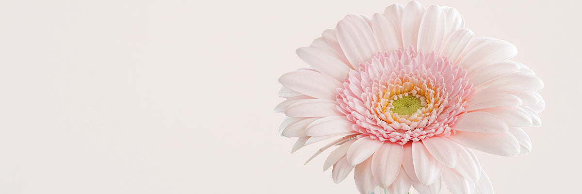 All Fresh Flowers