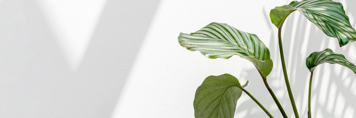 All Plants