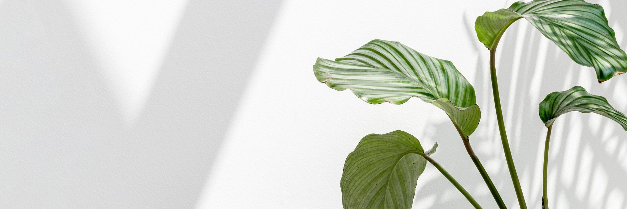All Plants