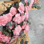 Pink Carnation view 5