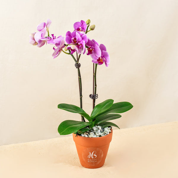 Purple Phalaenopsis Orchids