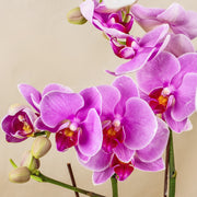Purple Phalaenopsis Orchids view 2