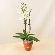 White Phalaenopsis Orchids view 1