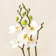 White Phalaenopsis Orchids view 2