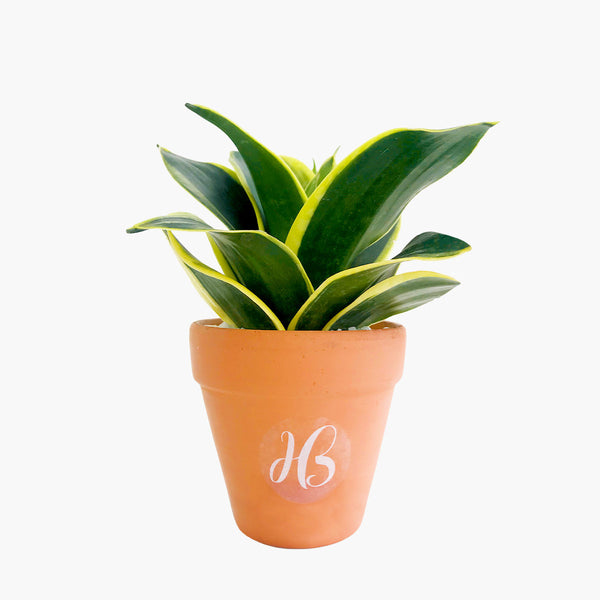 Explorer Plant