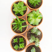 Succulent Box : The Adventurer view 2