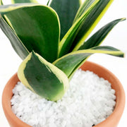 Explorer Plant view 2