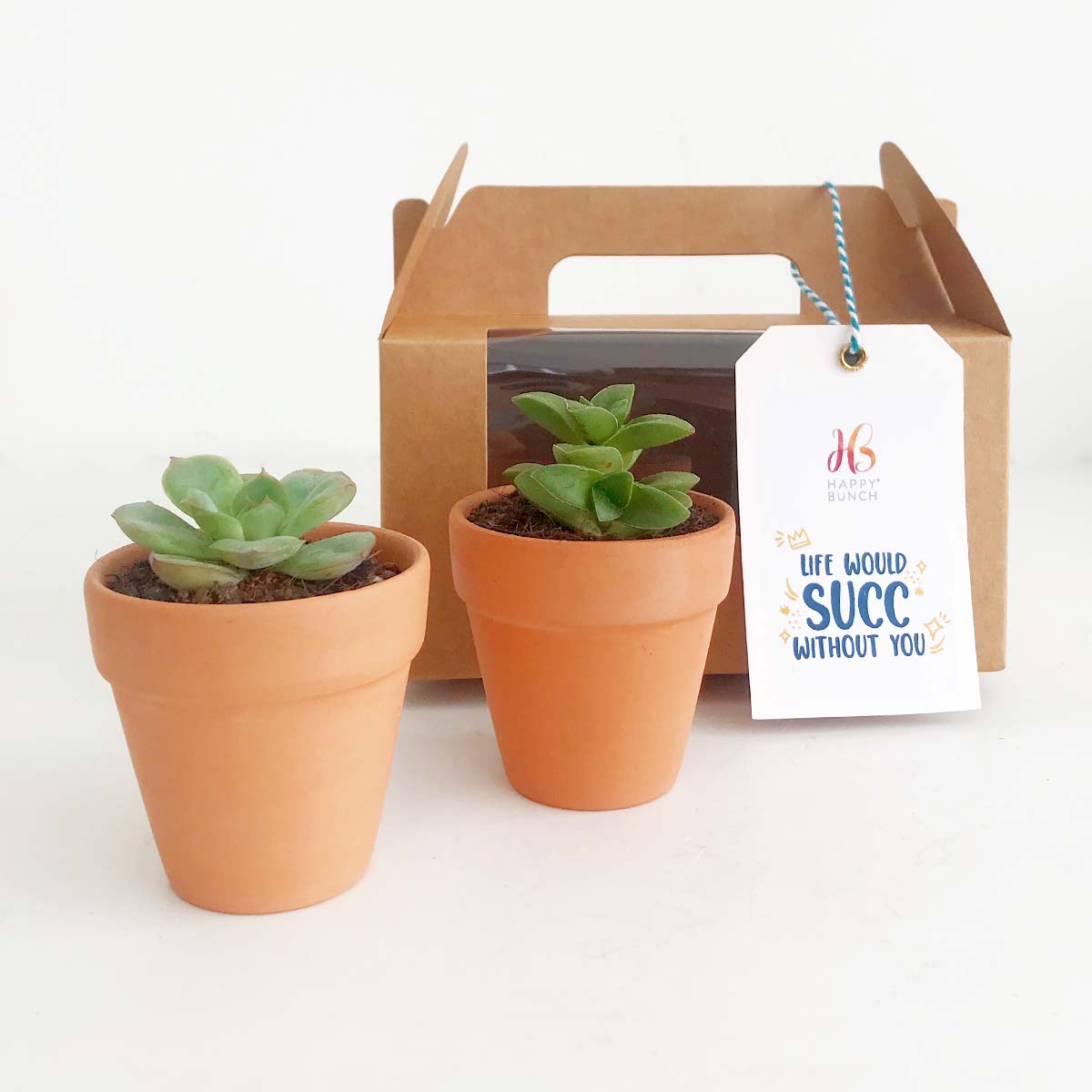 Succulent Box : The Adventurer