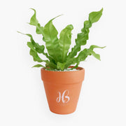 Fern Plant view 1