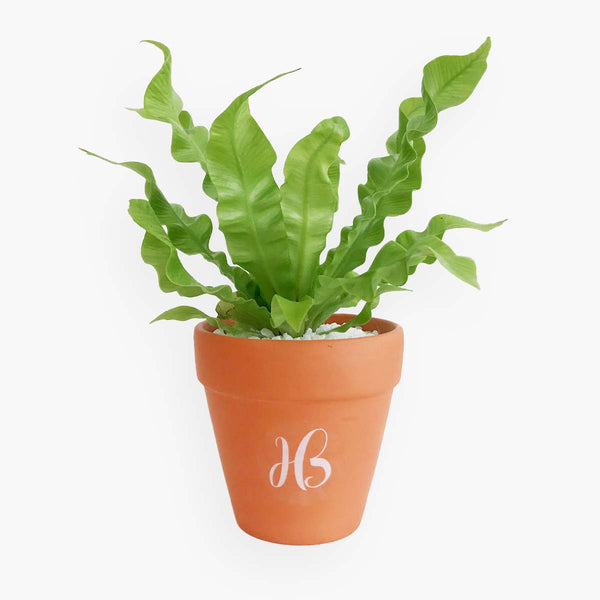 Fern Plant