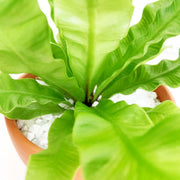 Fern Plant view 2