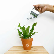 Fern Plant view 3
