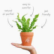 Fern Plant view 4