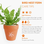 Fern Plant view 6