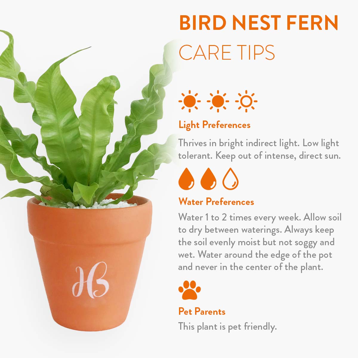 Fern Plant Happy Bunch