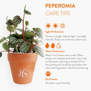 Peperomia Plant view 4