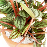 Peperomia Plant view 2
