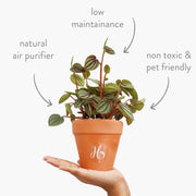 Peperomia Plant view 3