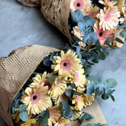 Peach Gerbera view 5