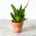 Snake Plant - Happy Bunch Malaysia (1102420U)